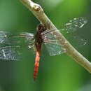 Image of Arch-tipped Glider