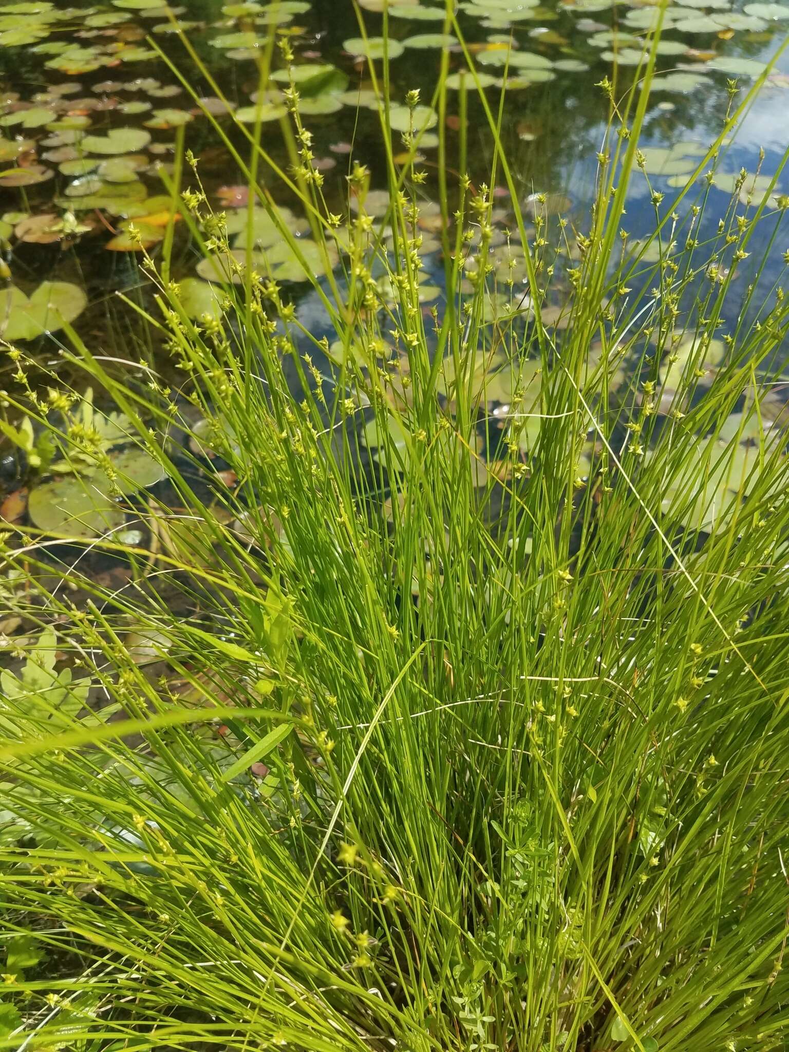 Image of prickly bog sedge