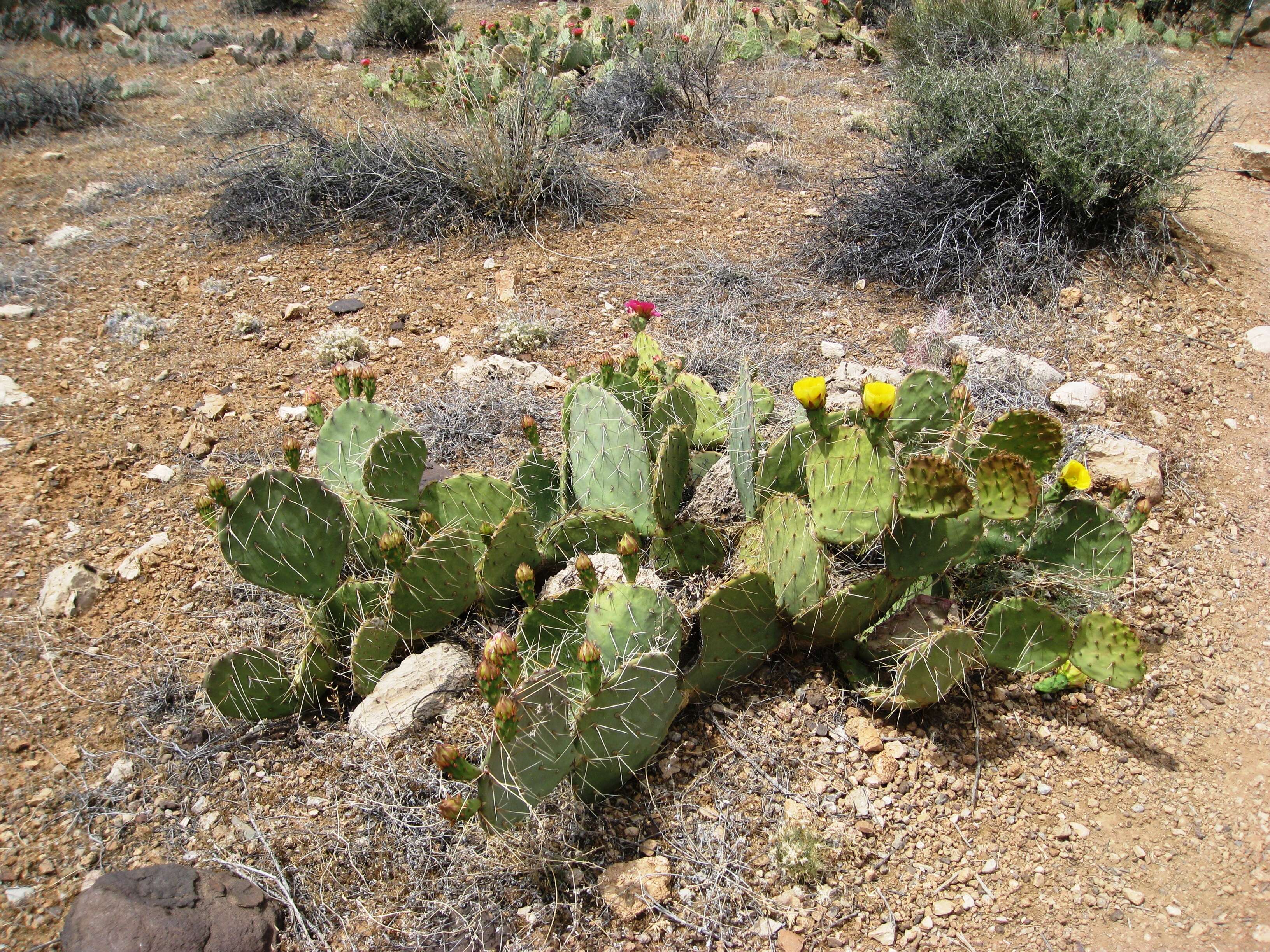 Image of Brownspine Pricklypear