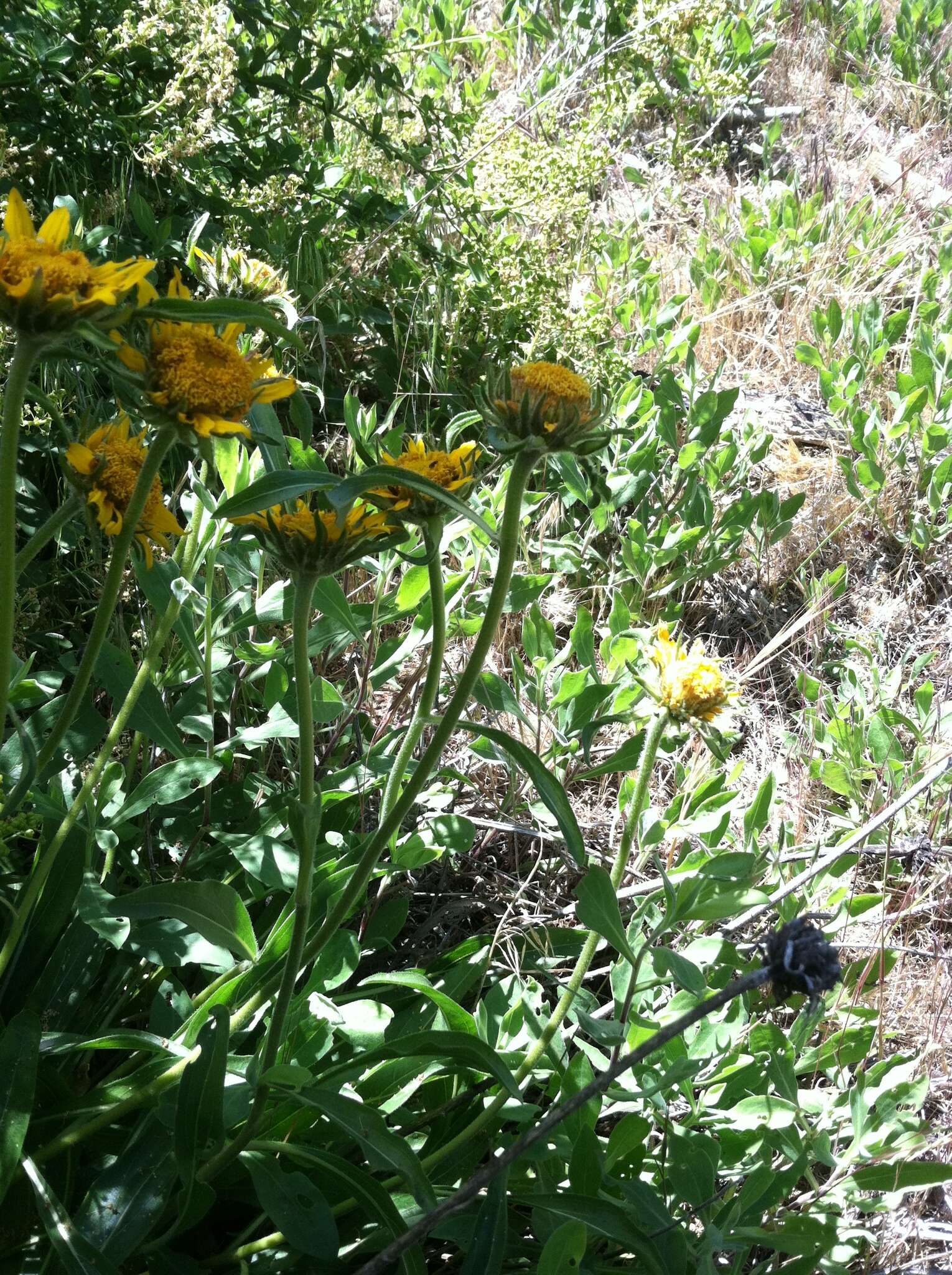 Image of Nevada helianthella