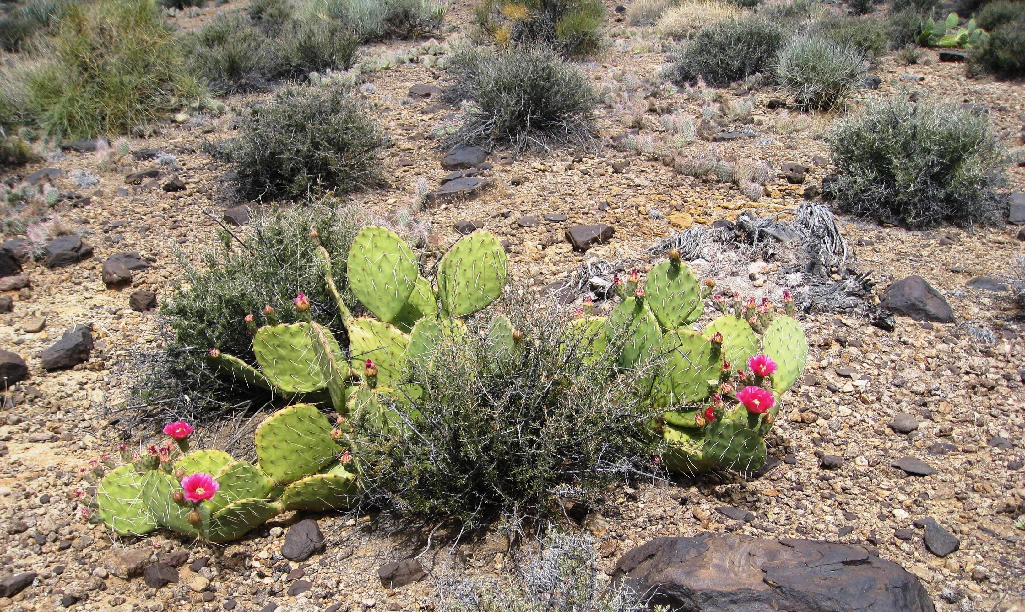 Image of Brownspine Pricklypear