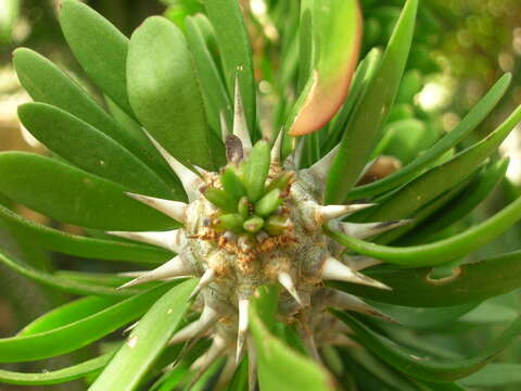 Image of Madagascan ocotillo