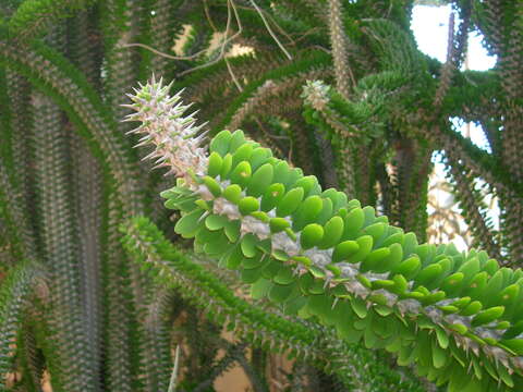 Image of Madagascan ocotillo