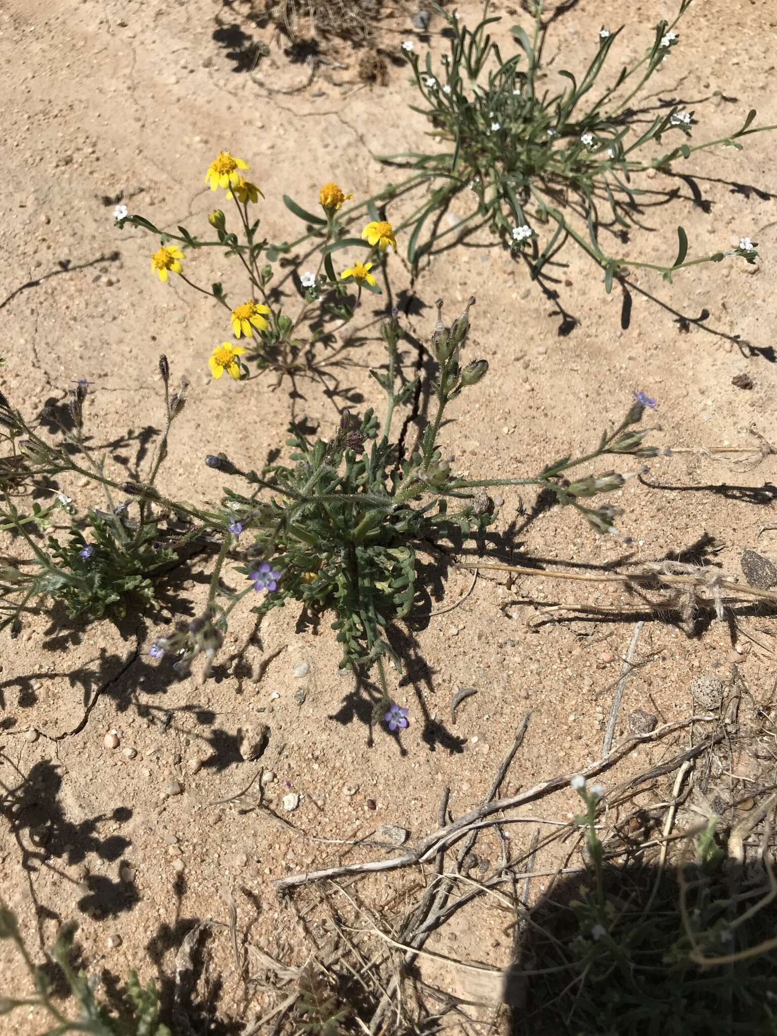 Image of Nevada gilia