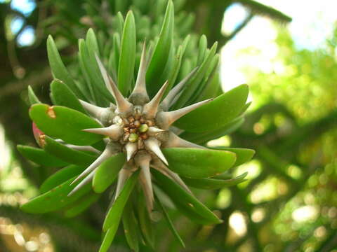 Image of Madagascan ocotillo