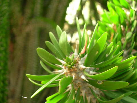 Image of Madagascan ocotillo