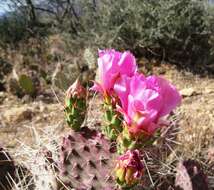 Image of Brownspine Pricklypear