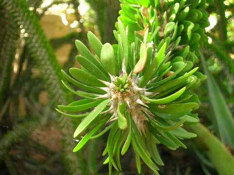 Image of Madagascan ocotillo