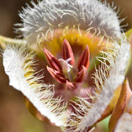 Calochortus coxii M. R. Godfrey & Callahan resmi