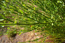 Image of Dipyrena juncea (Gillies & Hook.) Ravenna