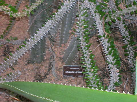 Image of Madagascan ocotillo