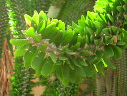 Image of Madagascan ocotillo