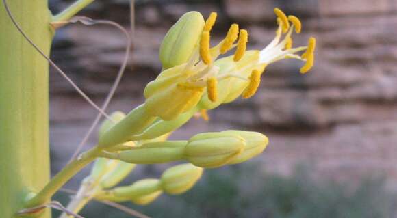 Image of Utah agave