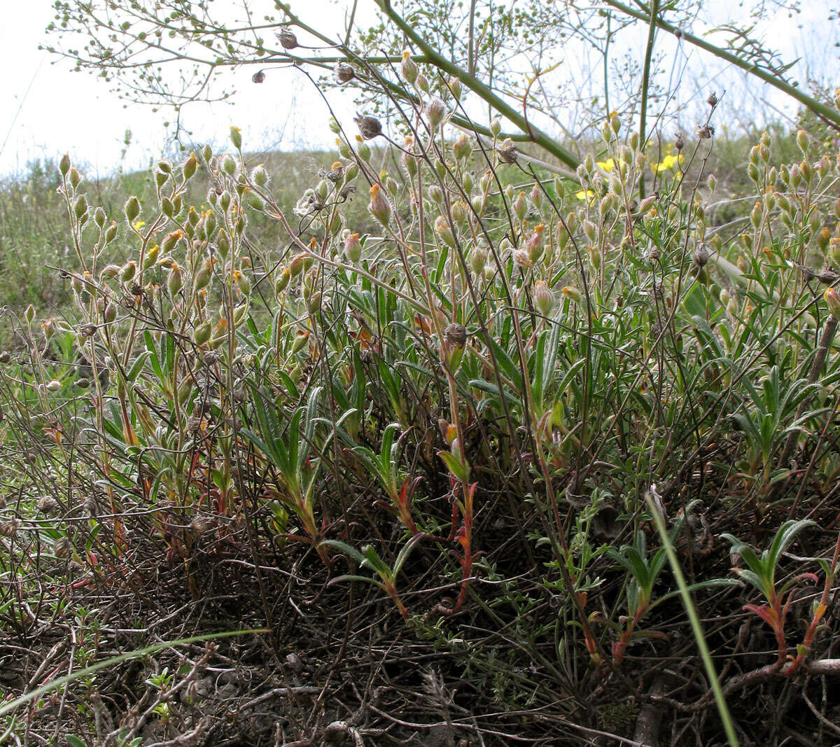 Sivun Helianthemum rupifragum A. Kerner kuva