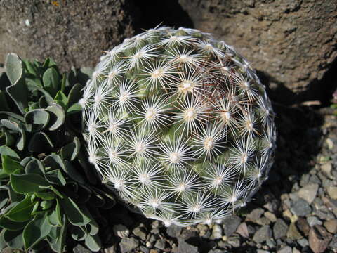 Image of Pincushion Cactus