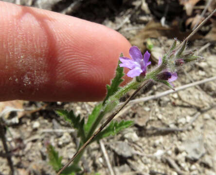 Слика од Verbena canescens Kunth