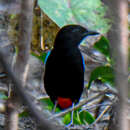 Image of Rainbow Pitta