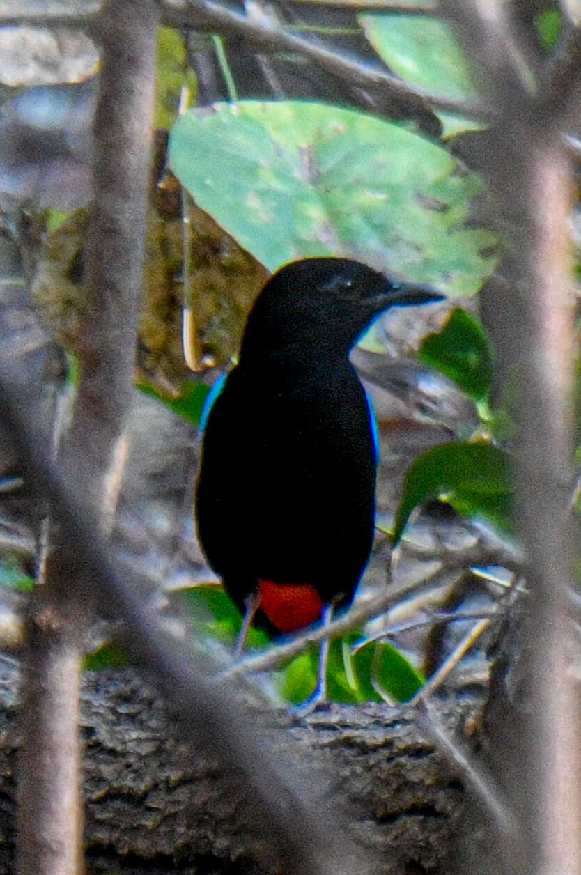 Image of Rainbow Pitta