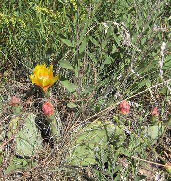 Image of Brownspine Pricklypear