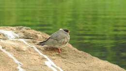 Image of Glareola nuchalis nuchalis Gray & GR 1849