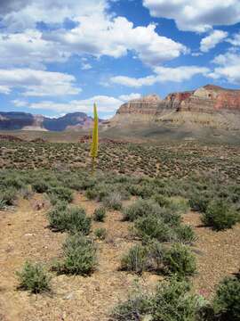 Image of Utah agave