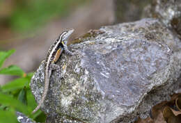 Image of Teapen Rosebelly Lizard