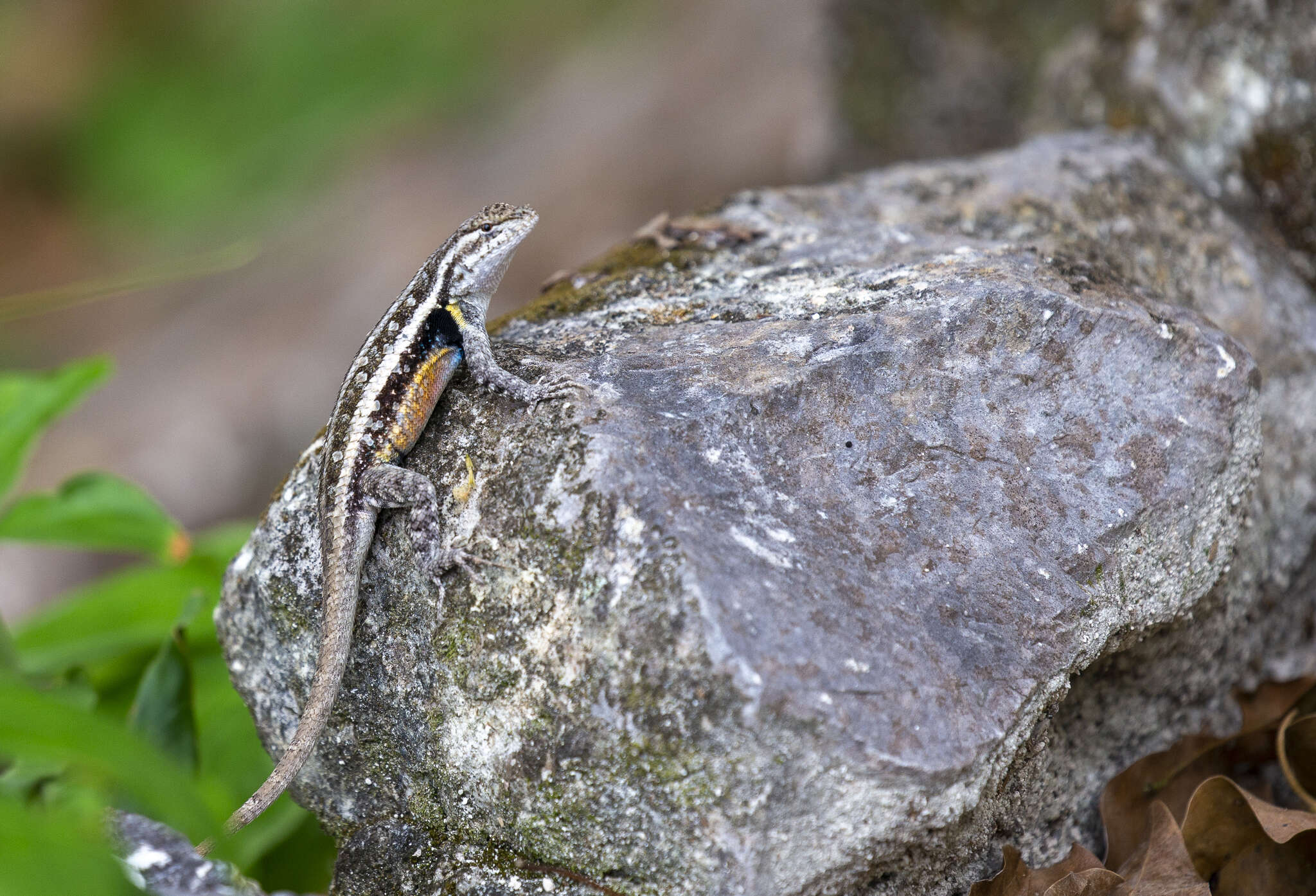 Image of Teapen Rosebelly Lizard