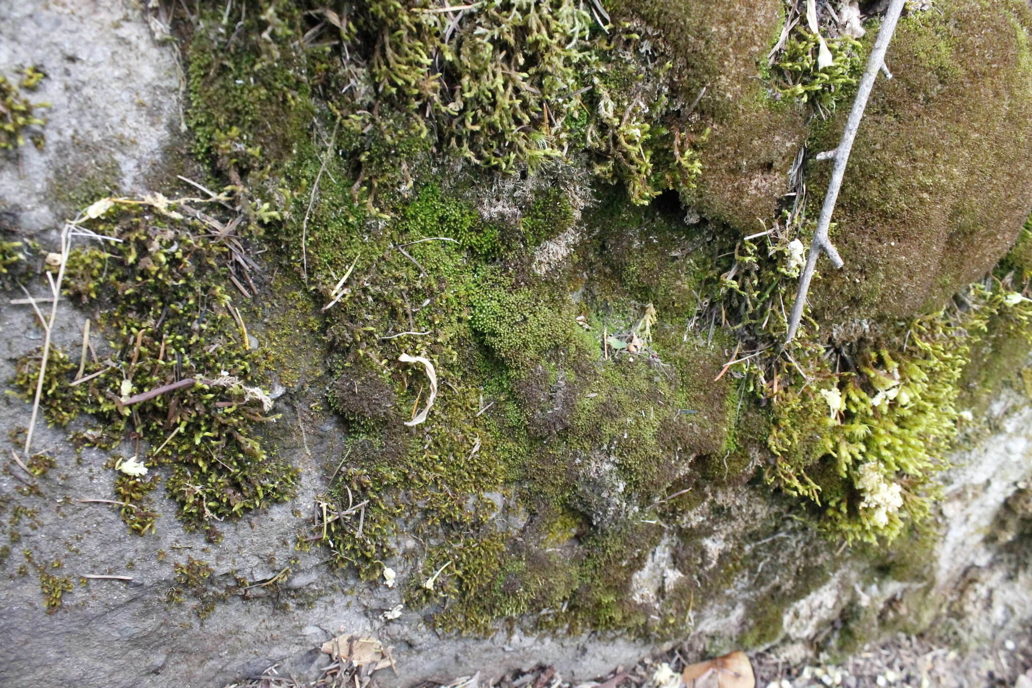 Image of Marsupella emarginata (Ehrh.) Dumort.