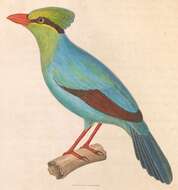 Image of Javan Green Magpie