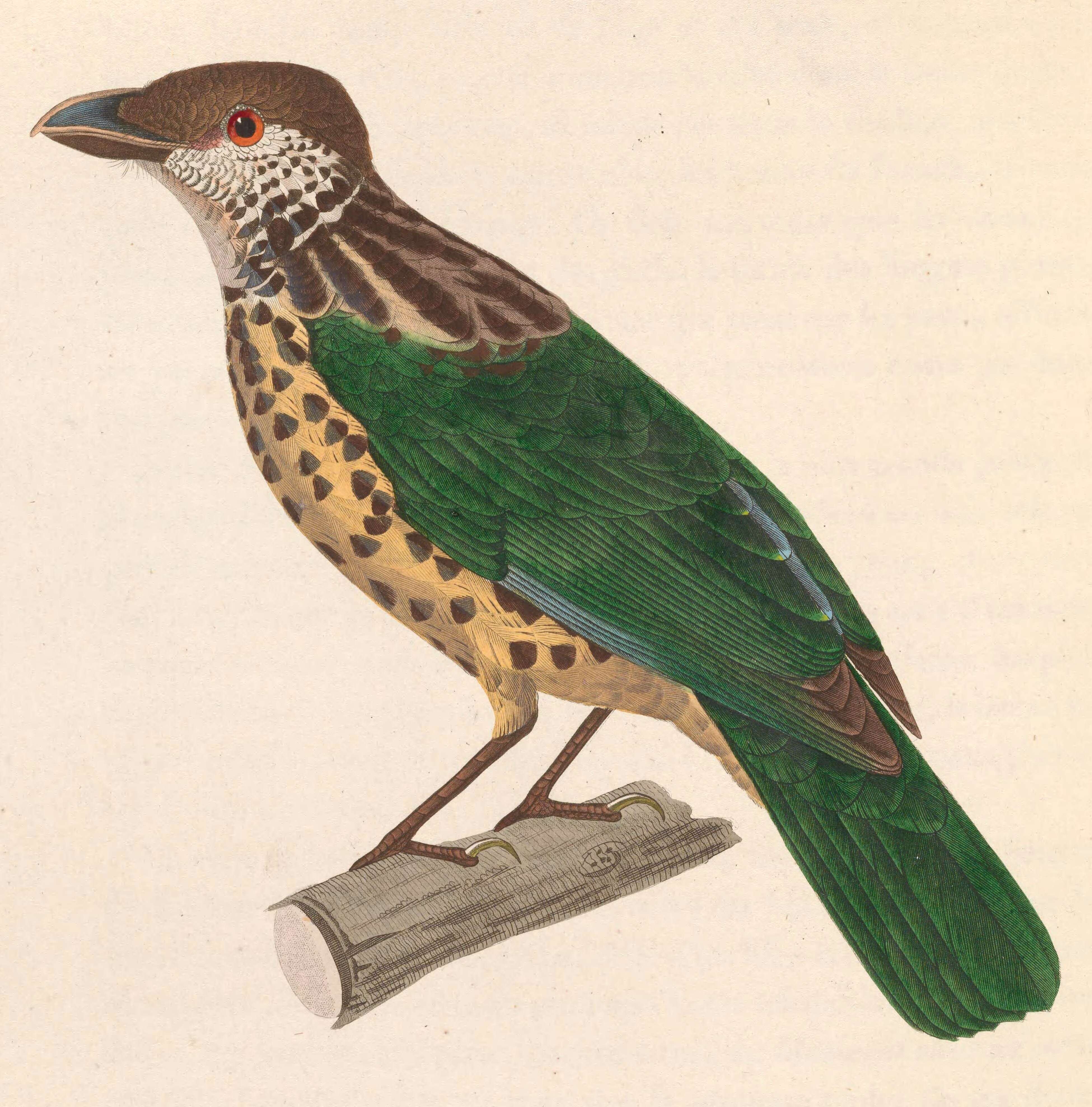 Image of White-eared Catbird