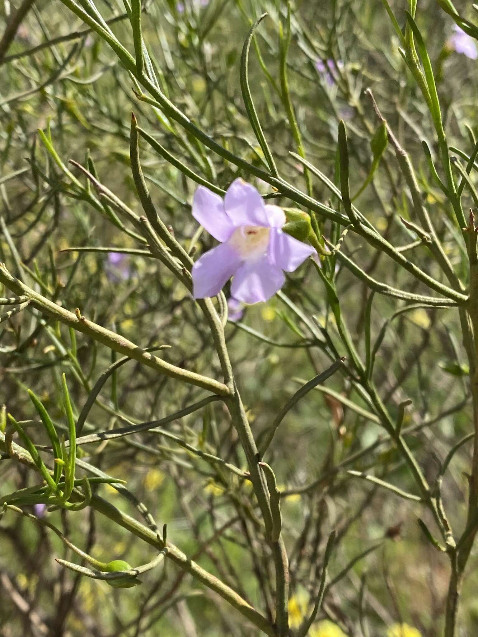 Image de Eremophila drummondii F. Muell.