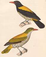 Image of Oriolus Linnaeus 1766