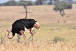 Image of Masai ostrich