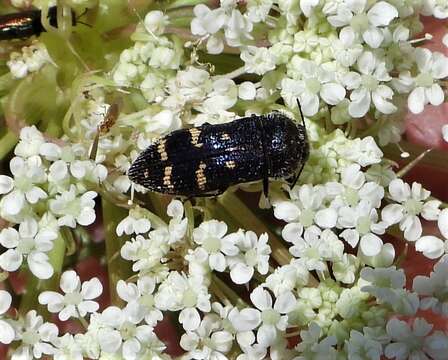 Image of Acmaeoderella flavofasciata flavofasciata