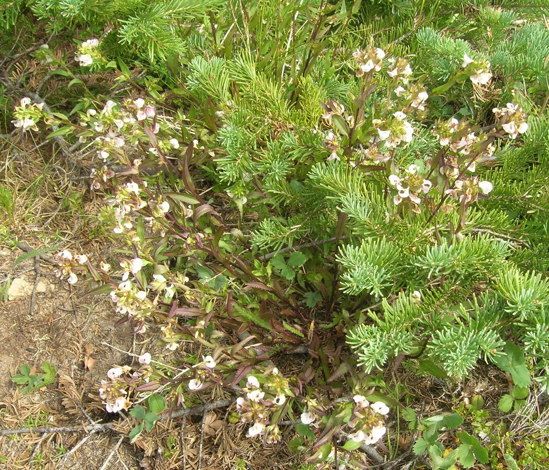 Image of sickletop lousewort