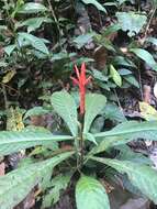 Image of Aphelandra lingua-bovis Leonard