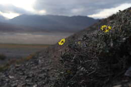 Image of Helianthemum songaricum Schrenk