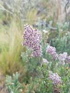 Imagem de Valeriana microphylla Kunth