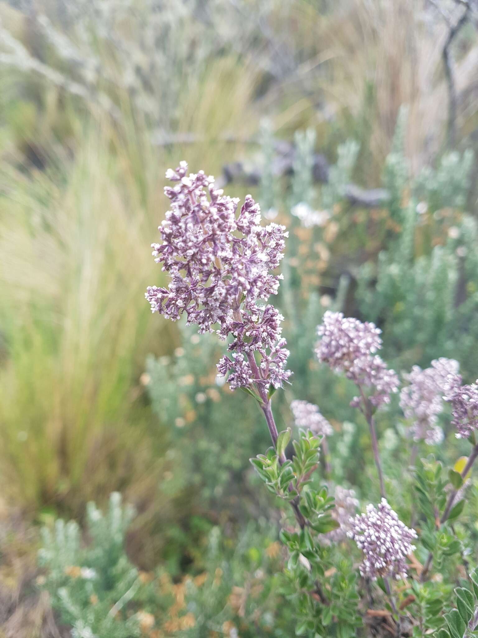 Imagem de Valeriana microphylla Kunth