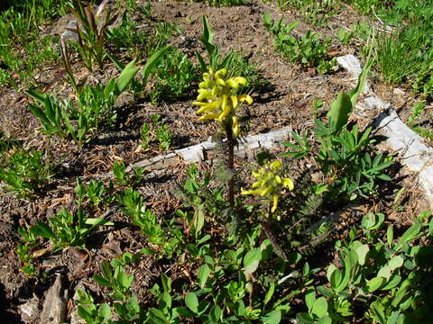 Image of Mt. Rainier lousewort