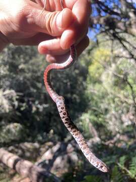 صورة Erythrolamprus almadensis (Wagler 1824)