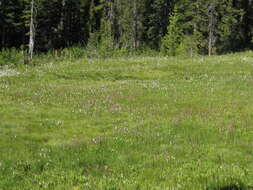 Image of Tall white bog orchid