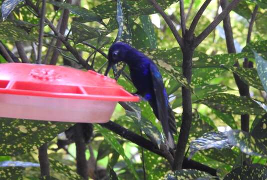 Image of Violet Sabrewing