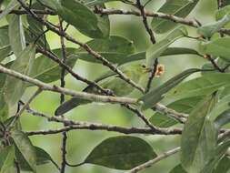 Image of Greater Green Leafbird