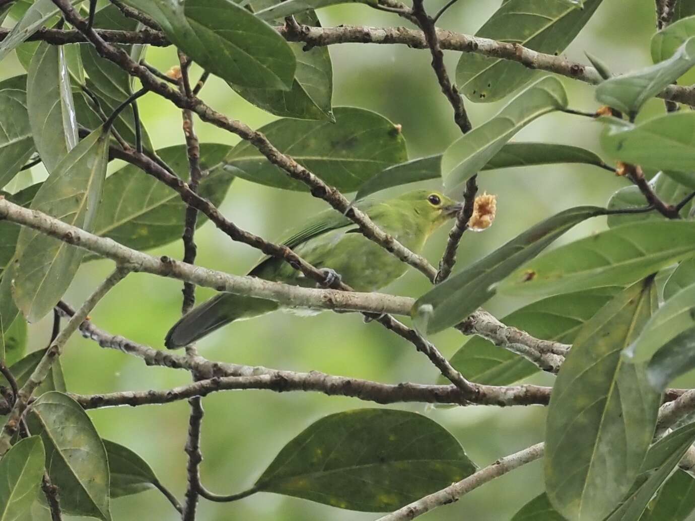 Image of Greater Green Leafbird