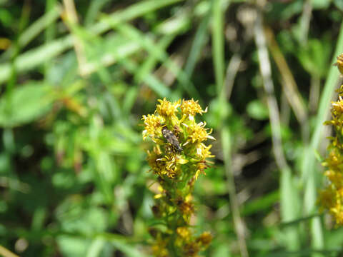 Ligyrocoris sylvestris Linnaeus & C. 1758 resmi