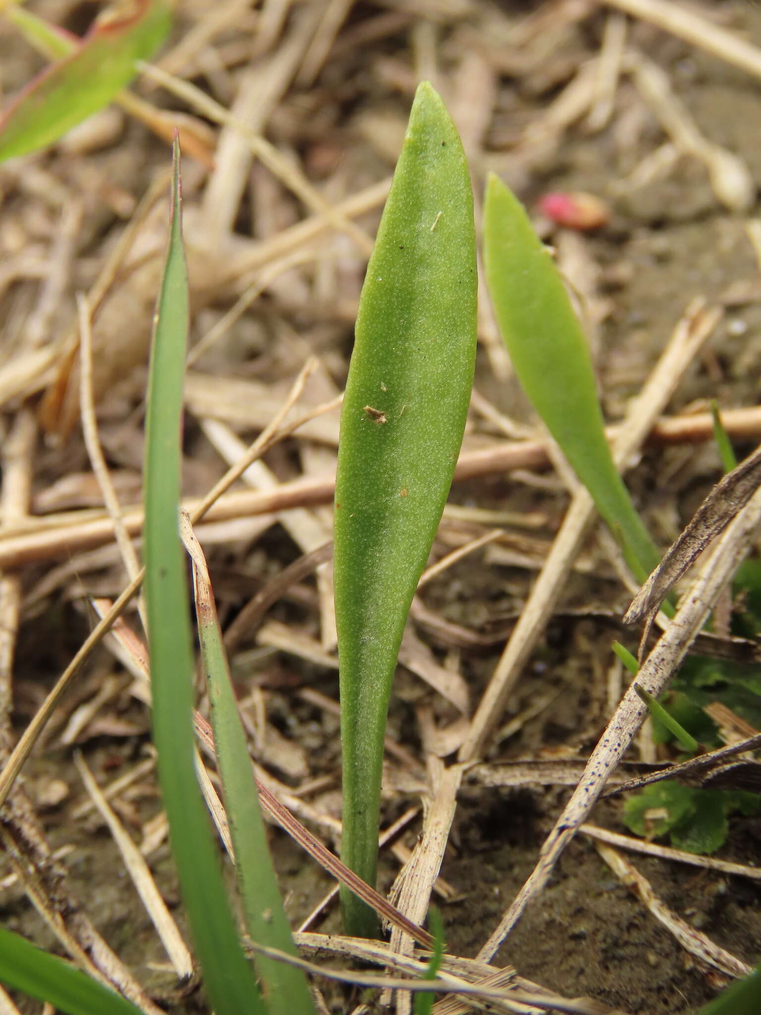 Imagem de Ophioglossum thermale Komarov