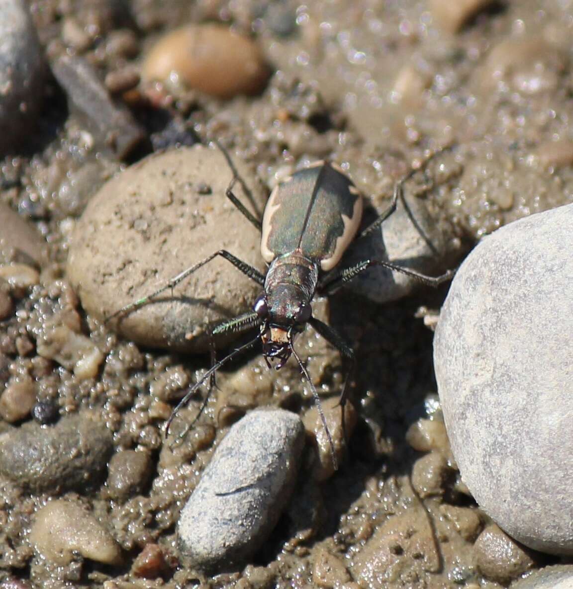 Image of Cobblestone Tiger Beetle