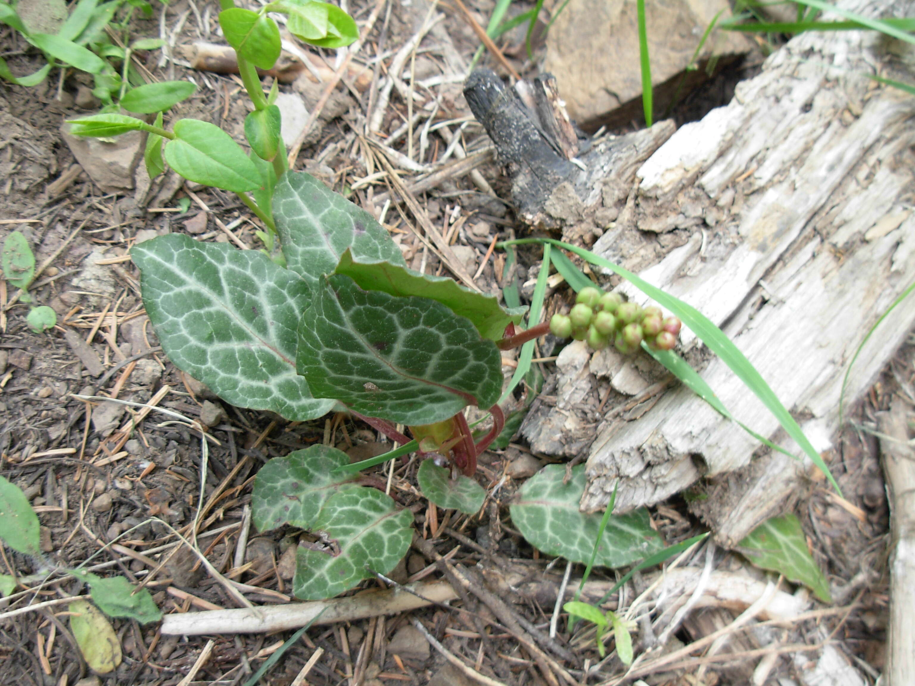 Image of whiteveined wintergreen