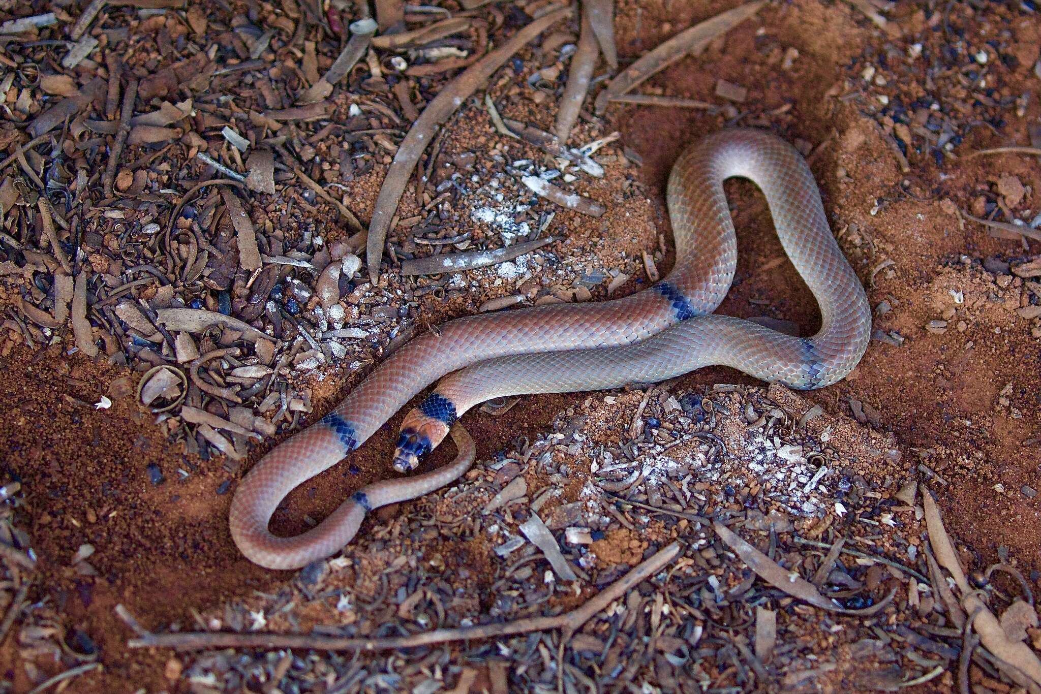 Image of Ringed Brown Snake